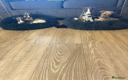 Whippet dogs for sale: 8 Week Old Whippet Puppies  - Advert 15