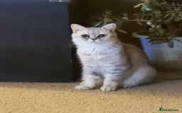 Mixed Breed cats for sale: Beautiful mixed breed kittens  - Image 1