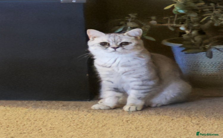 Mixed Breed cats - Advert 1