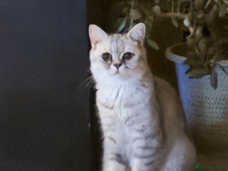 Mixed Breed cats - Advert 1