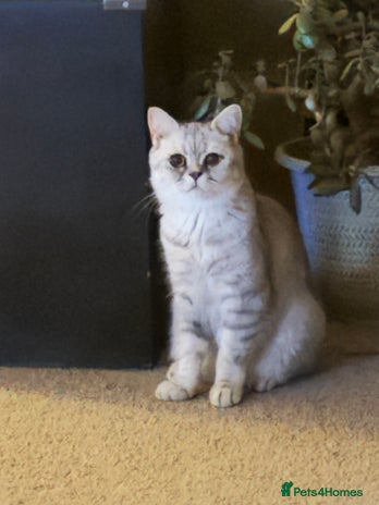 Mixed Breed cats - Advert 3