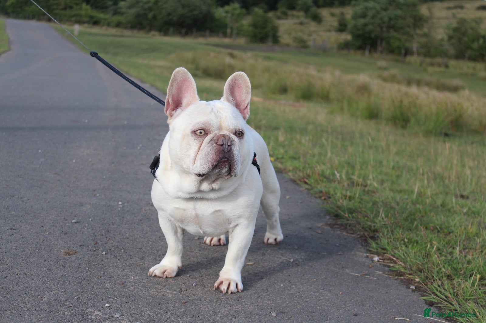 French Bulldog dogs  💥Amazing structure and quality! in Ebbw Vale - Advert 1