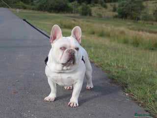 French Bulldog dogs in Ebbw Vale - Advert 3