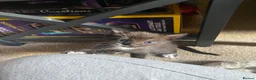 Domestic Shorthair cats for sale: 2 Male kittens - Advert 4