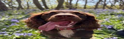 Cocker Spaniel dogs for sale: Cocker Spaniels Puppies due 29/7/2026 in Liverpool - Advert 1