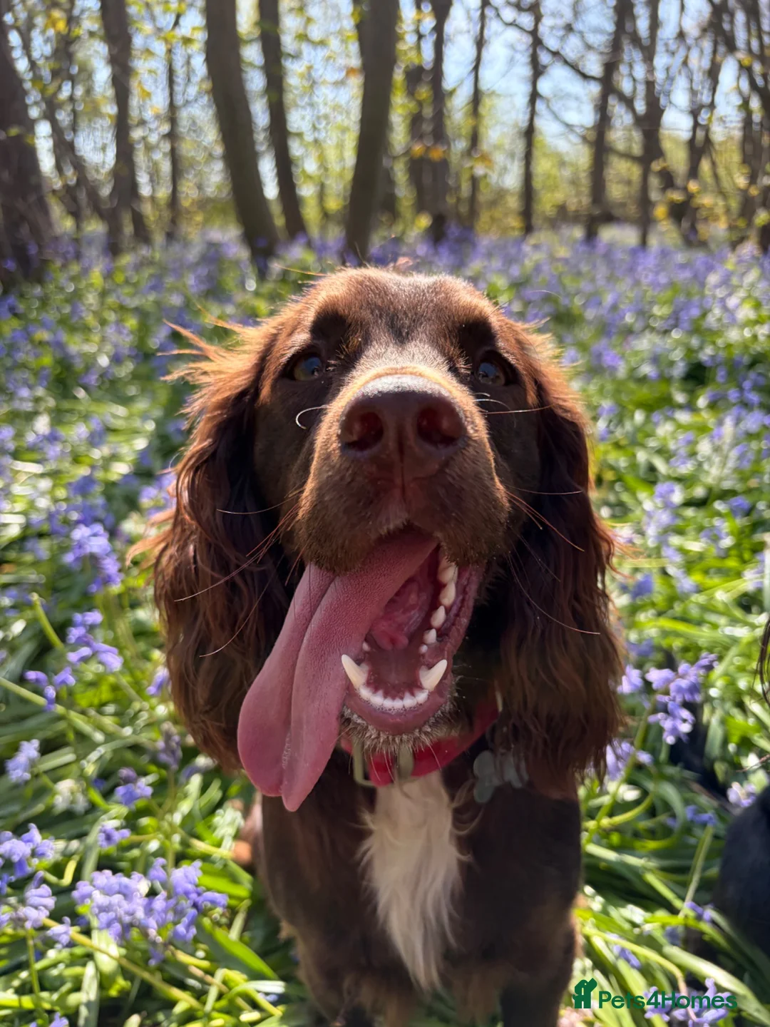 Cocker Spaniel dogs for sale: Cocker Spaniels Puppies due 29/7/2026 in Liverpool - Advert 1