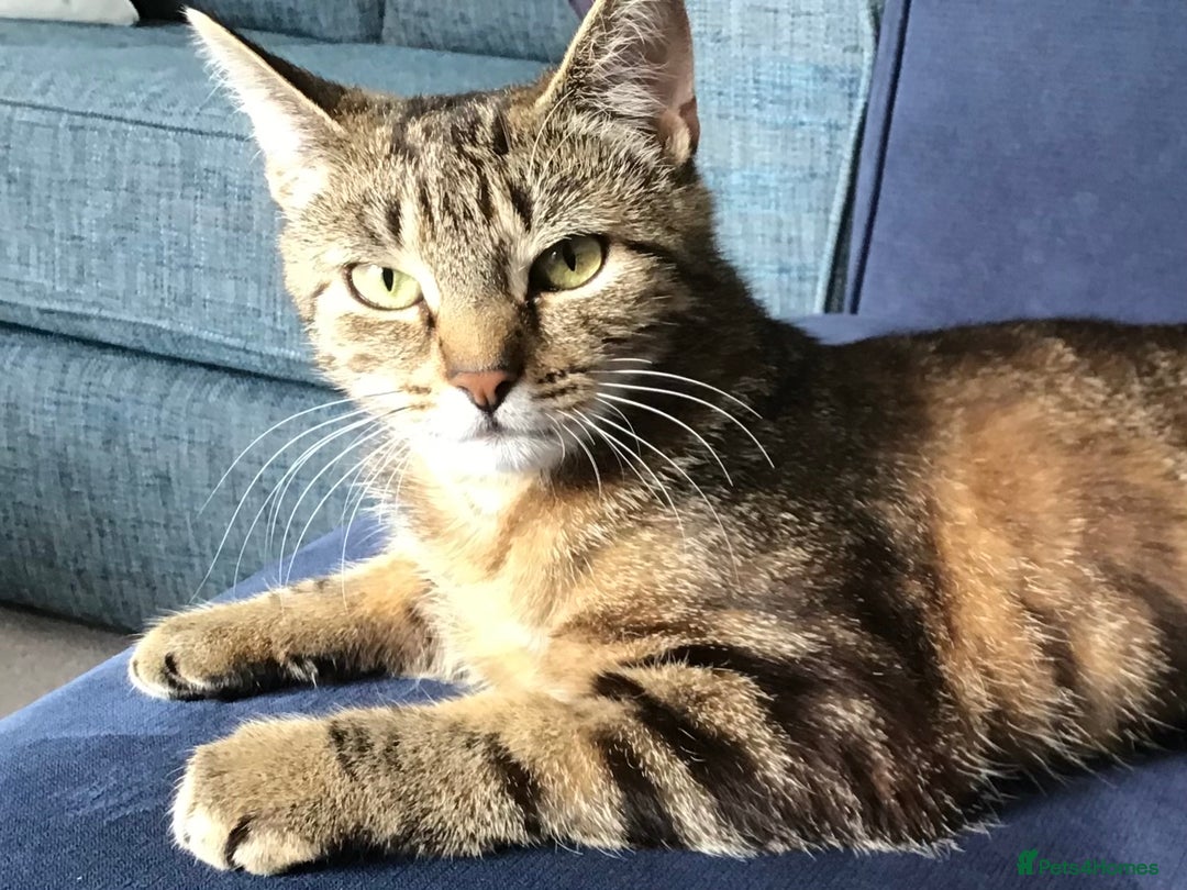 British Shorthair cats for sale: Fiddle - Image 2