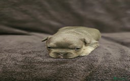 French Bulldog dogs for sale: French bulldog puppies - Advert 8