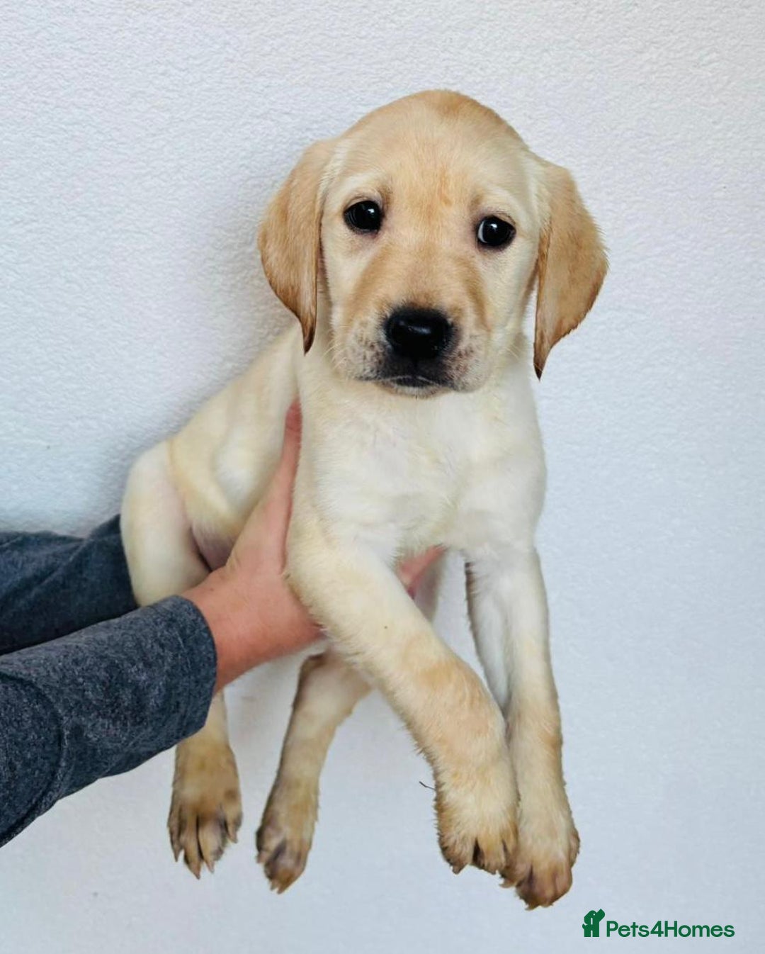 Labrador Retriever dogs for sale: Labrador Puppies  - Image 8