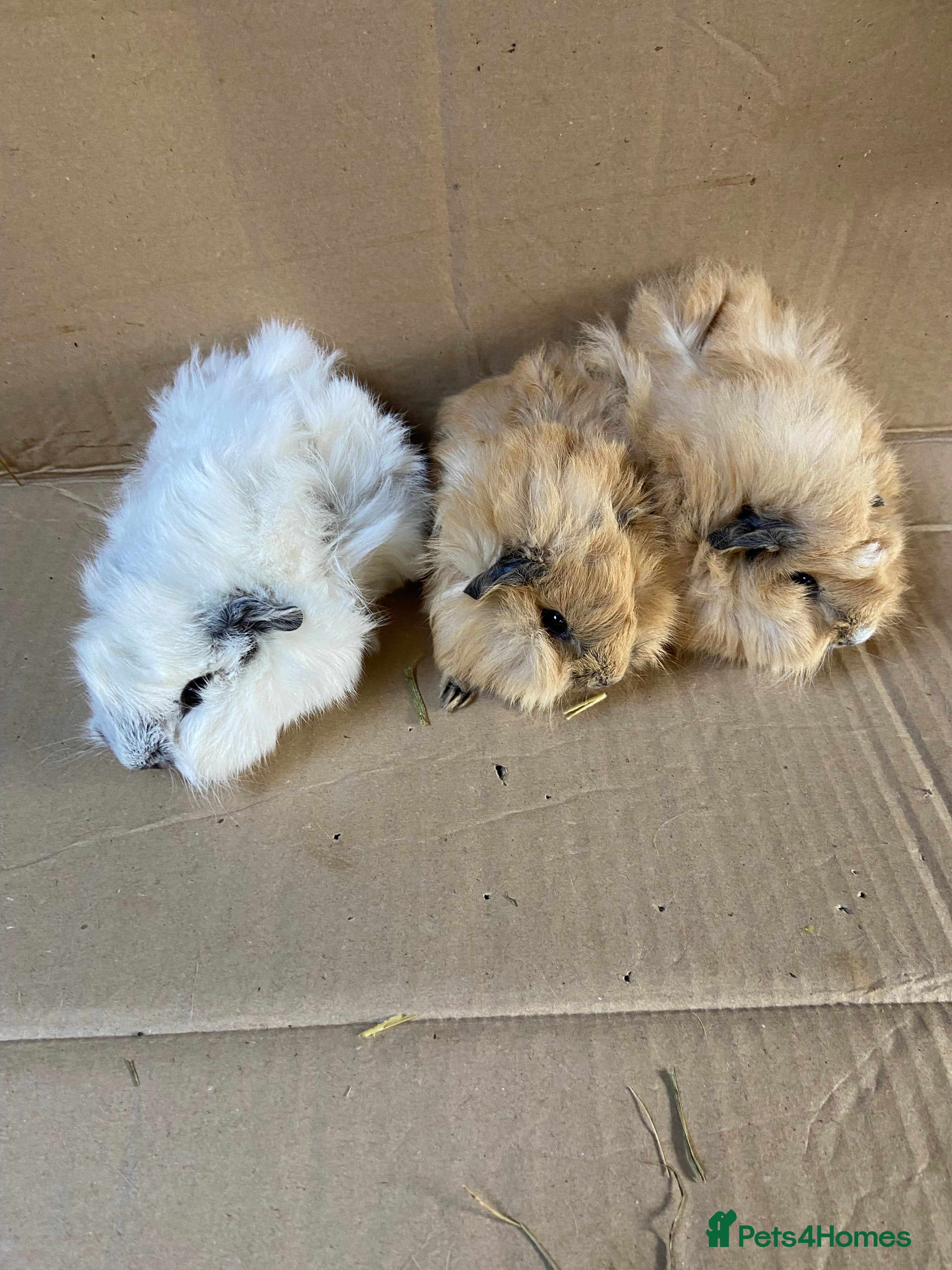 Guinea Pig rodents Baby Male Guinea Pigs For Sale  - Advert 1