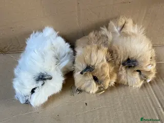 Guinea Pig rodents Baby Male Guinea Pigs For Sale - Advert 6