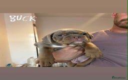 Olde English Bulldogge dogs for sale: 07496730941 : lilac tri Olde English Bulldogges - Image 12