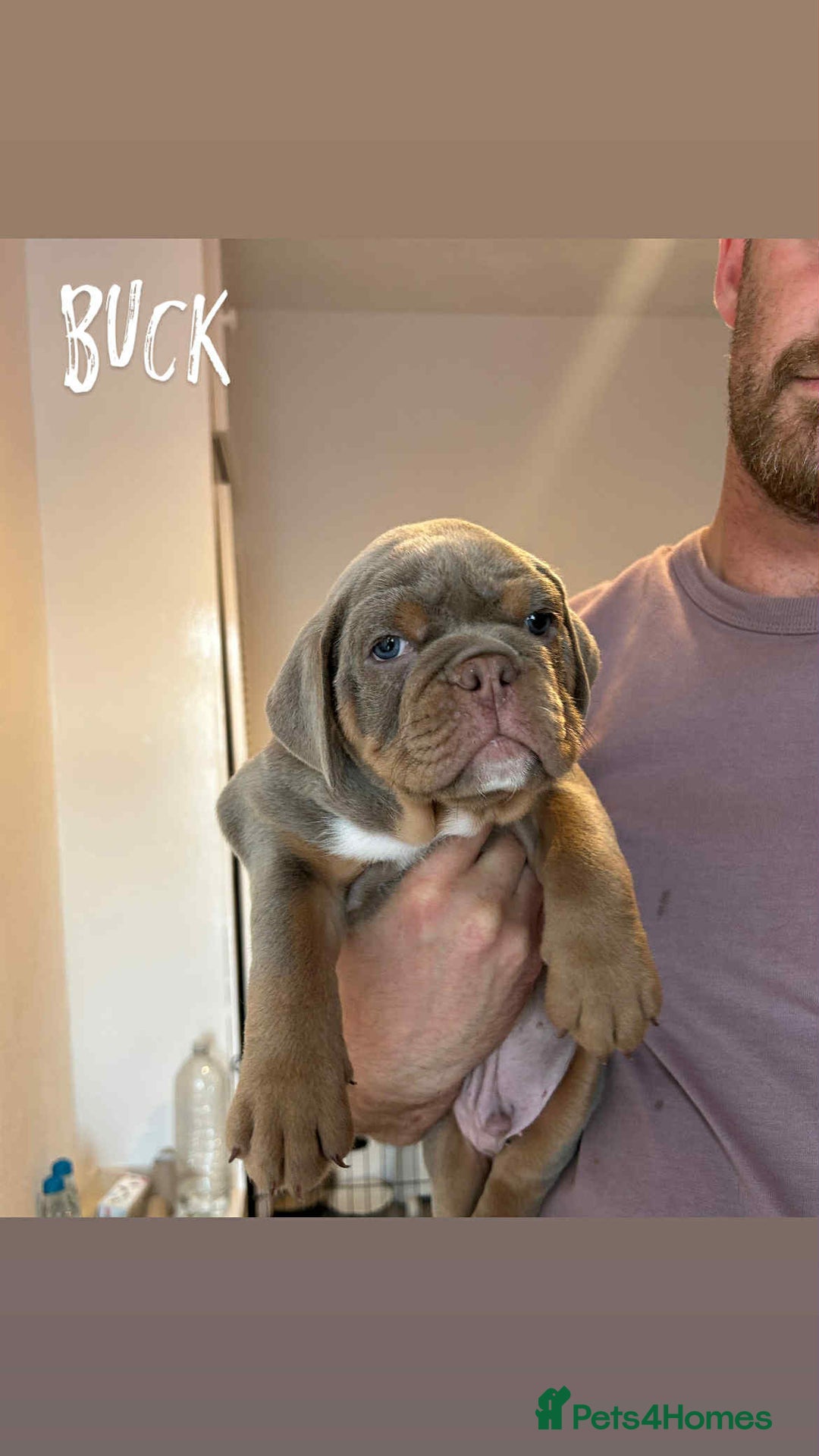 Olde English Bulldogge dogs for sale: 07496730941 : lilac tri Olde English Bulldogges - Image 12