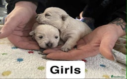 West Highland Terrier dogs for sale: Beautiful Westie Puppies - Advert 4