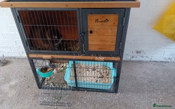 Mini Lop rabbits for sale: Mini lop rabbit - Image 6