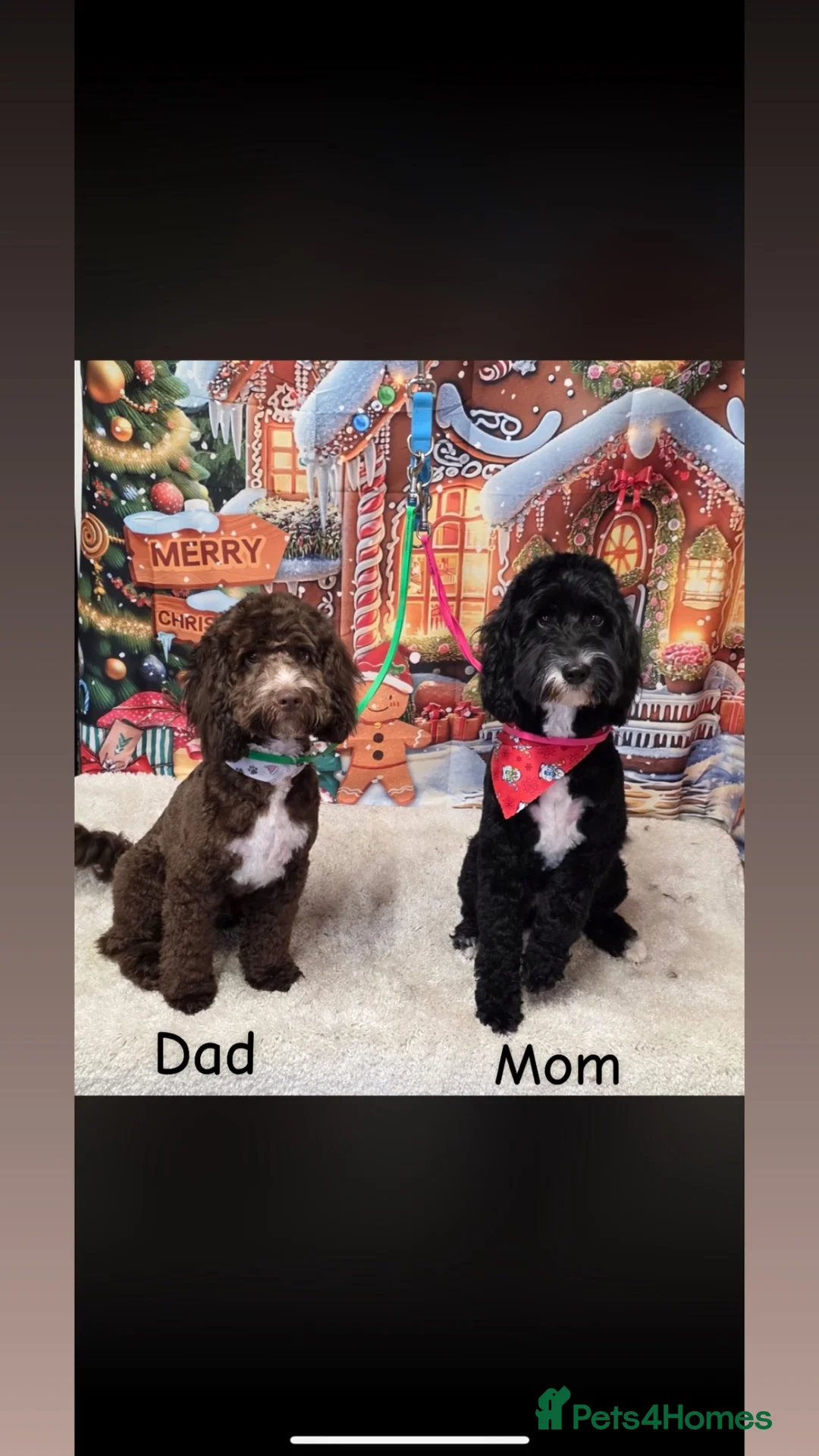 Cockapoo dogs for sale: Cockapoo Puppies  - Advert 11