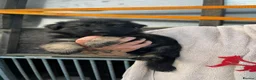 German Shepherd dogs for sale: Amazing  litter  in Chelmsford - Advert 8