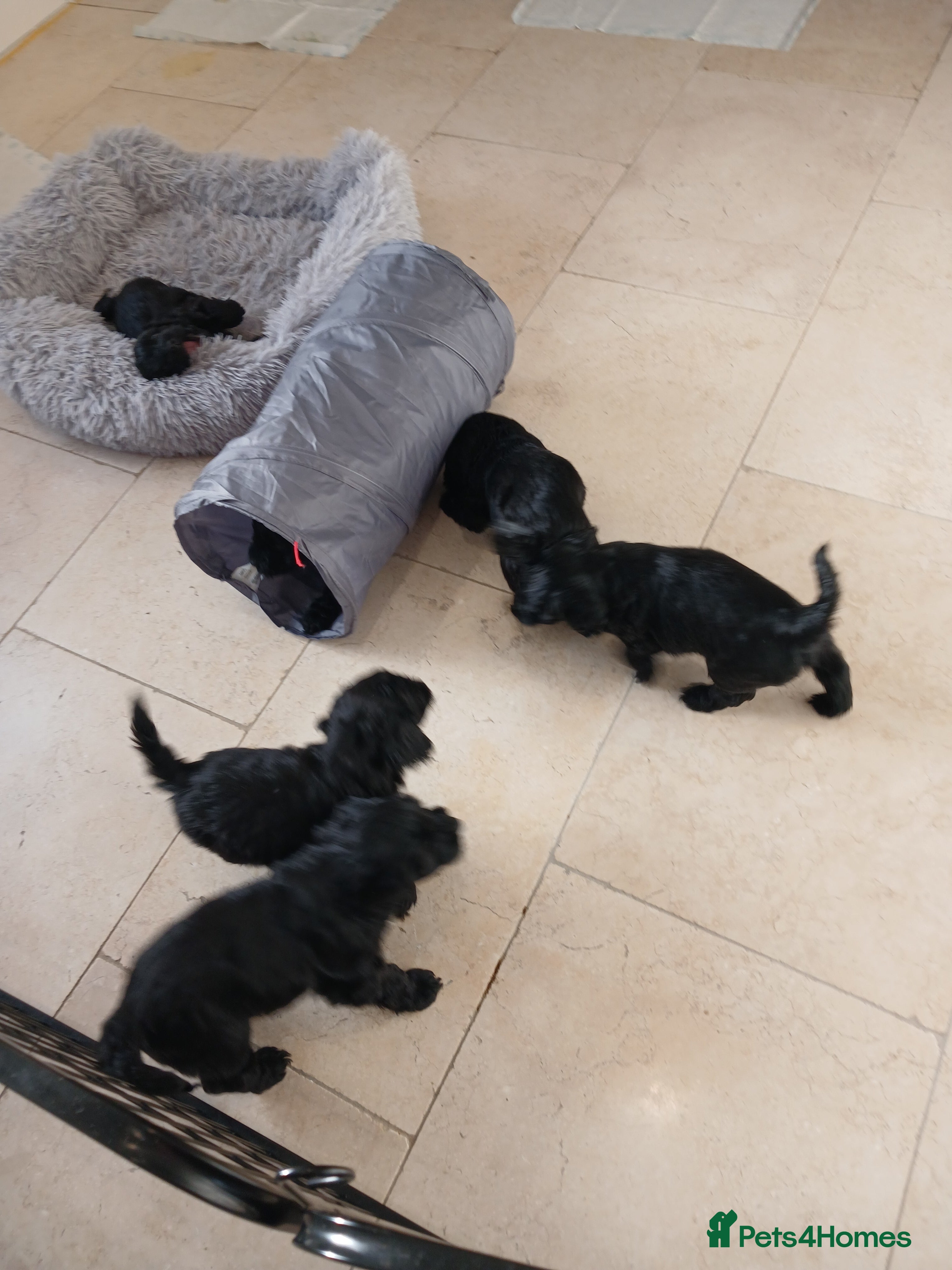 Cockapoo dogs Toy Cockapoo Puppies Looking for Loving Homes - Advert 5