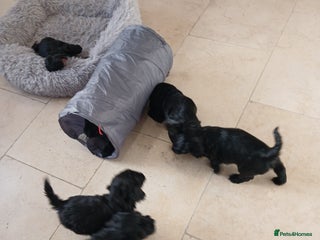 Cockapoo dogs Toy Cockapoo Puppies Looking for Loving Homes - Advert 1