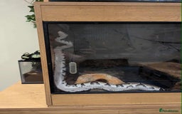 Python Snake reptiles for sale: Ball python  - Advert 1