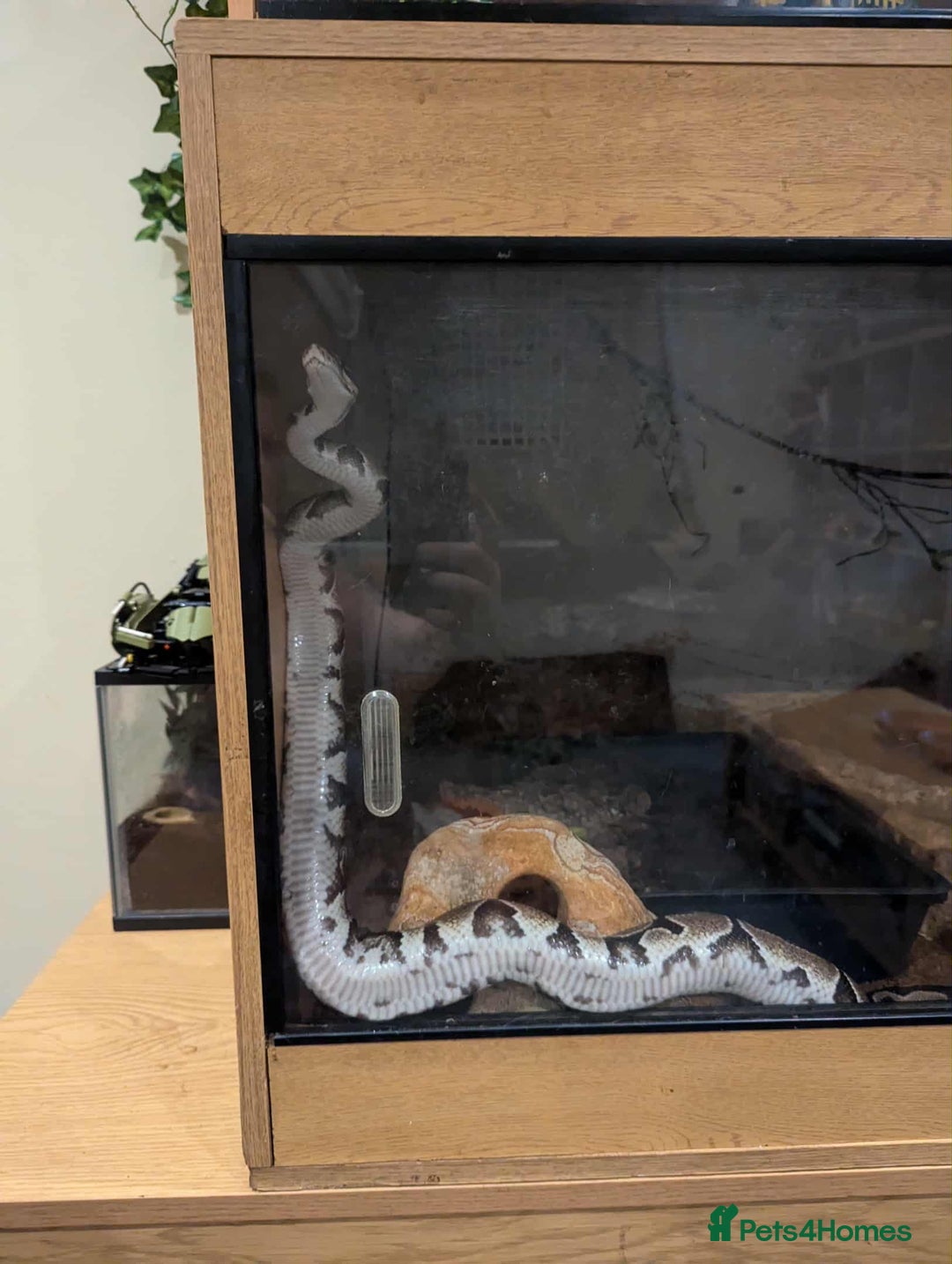 Python Snake reptiles for sale: Ball python  - Advert 1