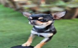 Chihuahua dogs for sale: Male Chihuahua  - Image 12