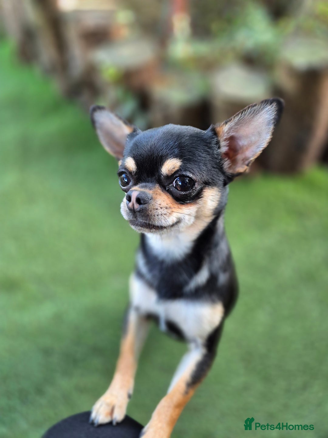 Chihuahua dogs for sale: Male Chihuahua  - Image 12