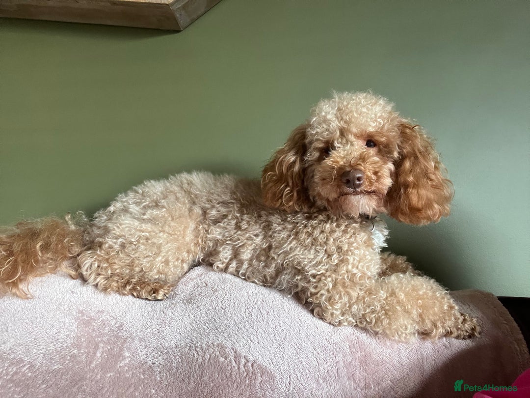 Toy Poodle dogs for stud: Quinn Red & white Toy Poodle for Stud ONLY. in Northampton - Advert 2