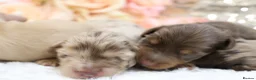 Miniature Dachshund dogs for sale: KC Longhair Miniature Dachshunds - Advert 18
