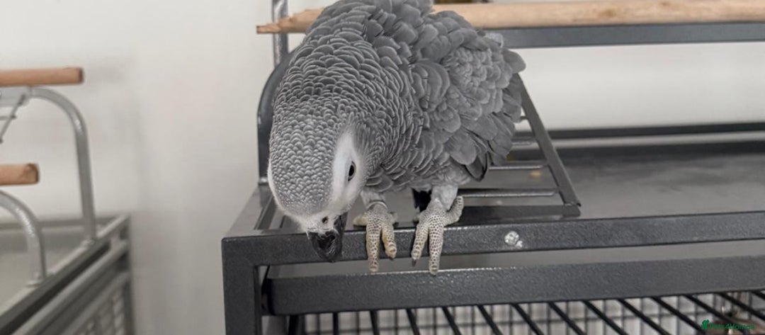 Parrots birds for sale: Semi Tame African Grey - Image 4