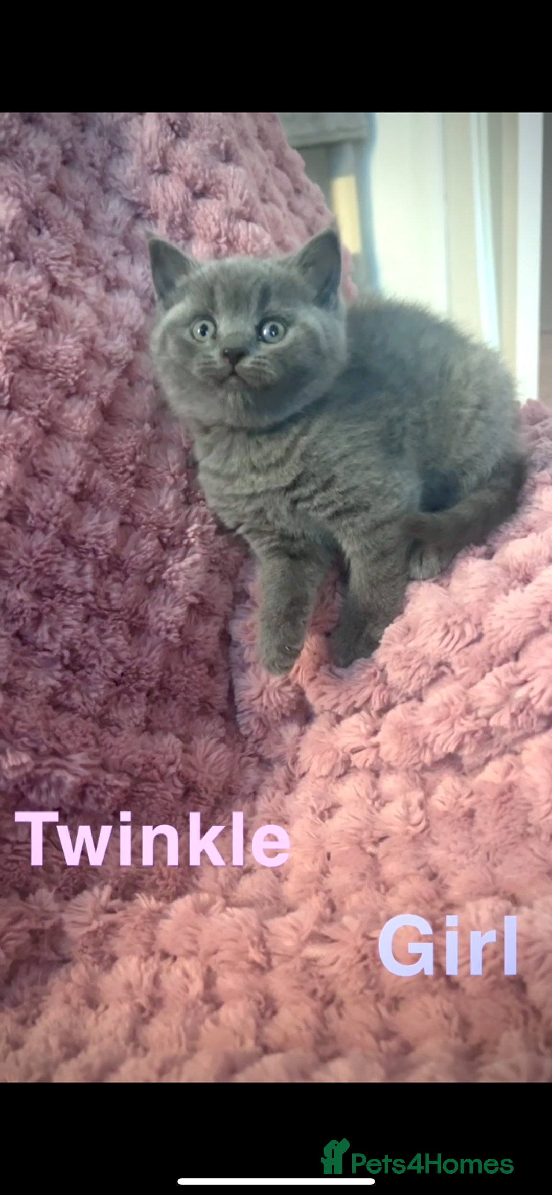 British Shorthair cats for sale: British shorthair kittens - Advert 4