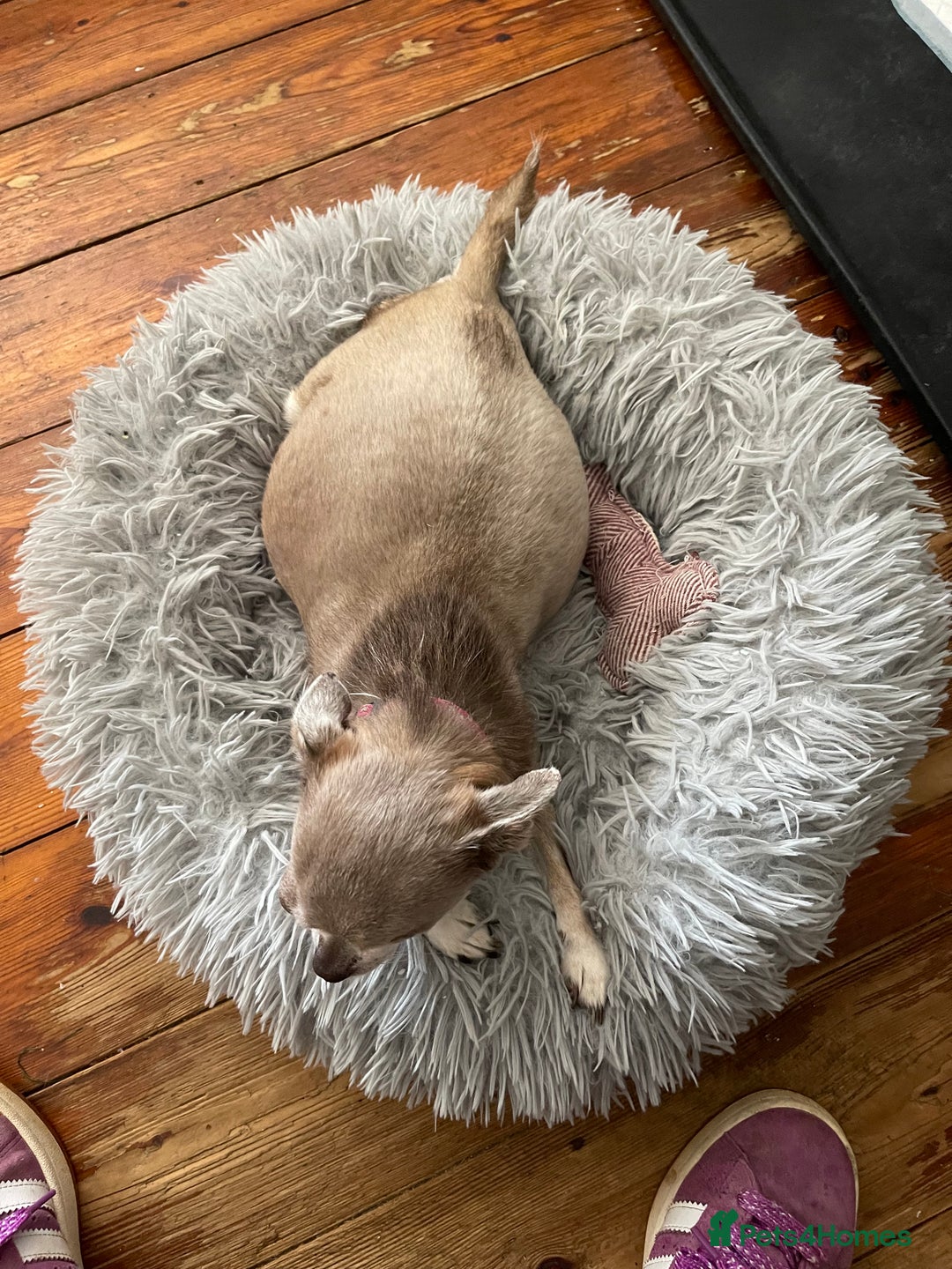 Chihuahua dogs for sale: Stunning KC Chihuahua puppies 🇬🇧 bloodlines - Image 2