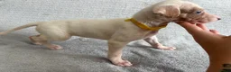 Whippet dogs for sale: 🐾 Beautiful Whippet Puppies – Boys & Girls - Advert 18