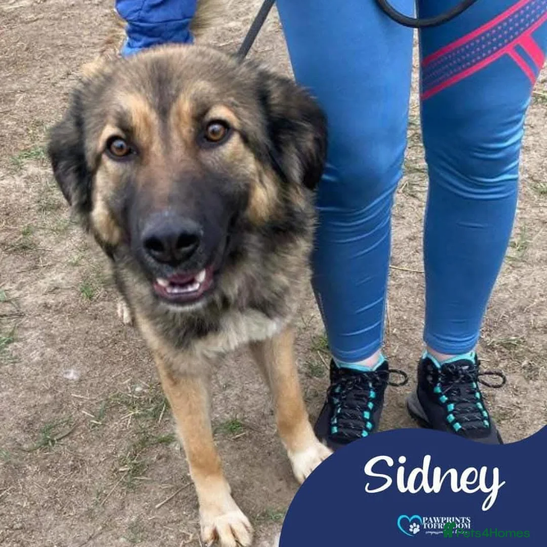 Mixed Breed dogs for adoption: Meet Sidney, currently residing in Cheshire  in Nantwich - Advert 1