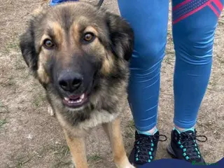 Mixed Breed dogs Meet Sidney, currently residing in Cheshire in Nantwich - Advert 14