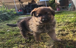 German Shepherd dogs for sale: KC reg German Shepherd Puppies - Family dogs - Image 11