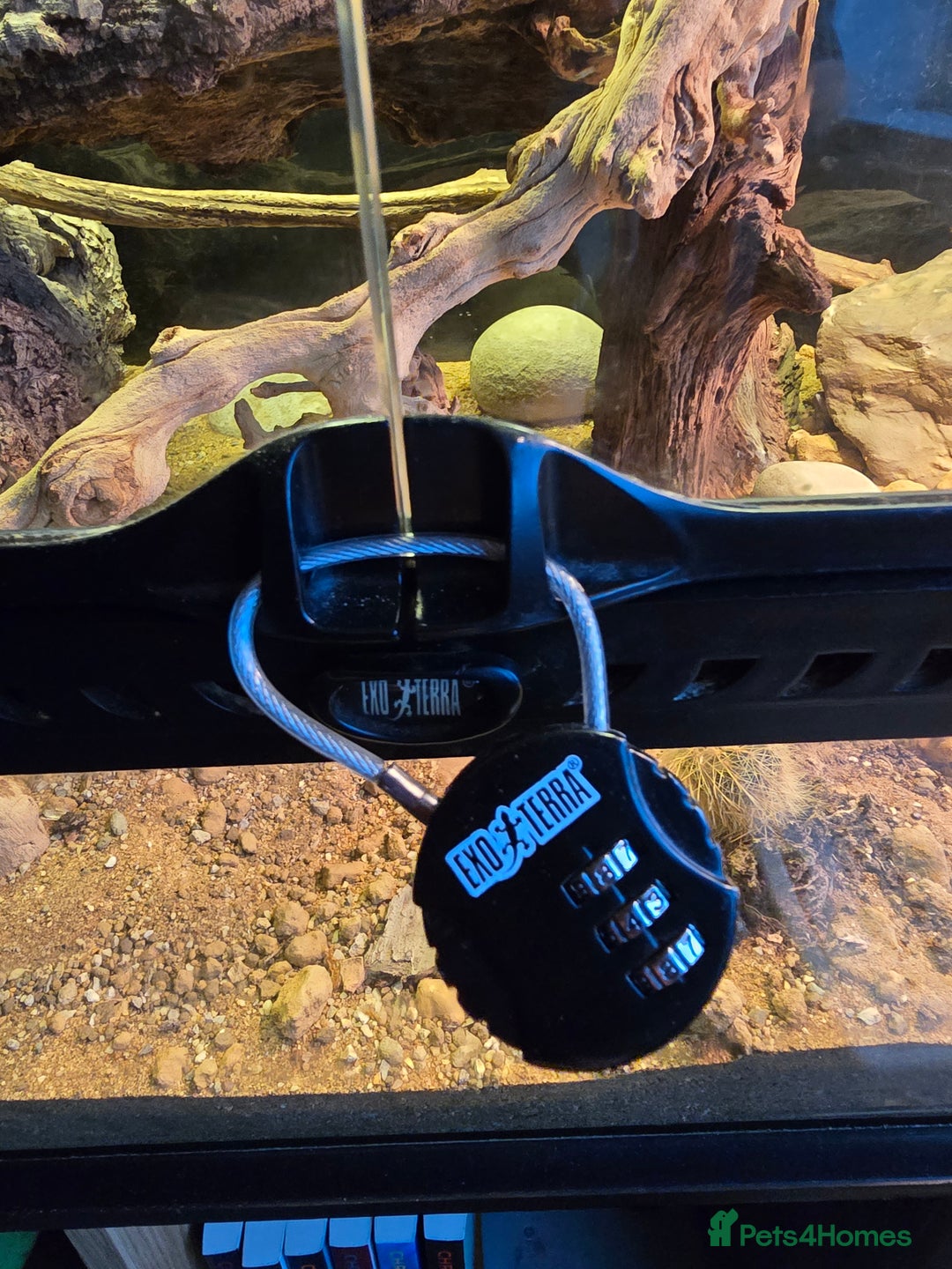 Gecko reptiles for sale: Crocodile Gecko and Vivarium for sale £130 - Advert 9