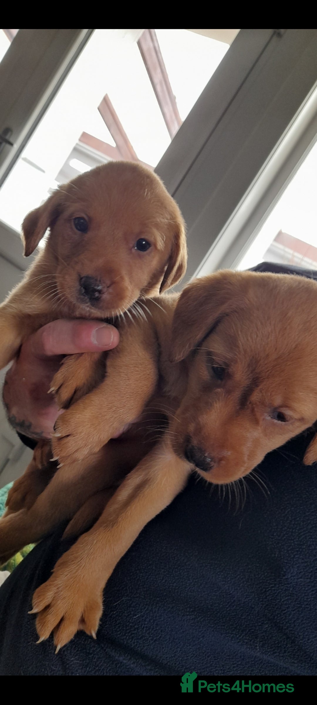 Labrador Retriever dogs for sale: Red fox labrador puppy's  - Image 11