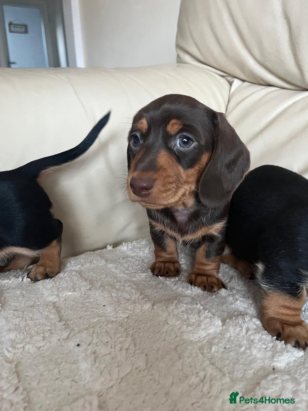 Miniature Dachshund dogs for sale: Stunning miniature dachshunds pups - Advert 9