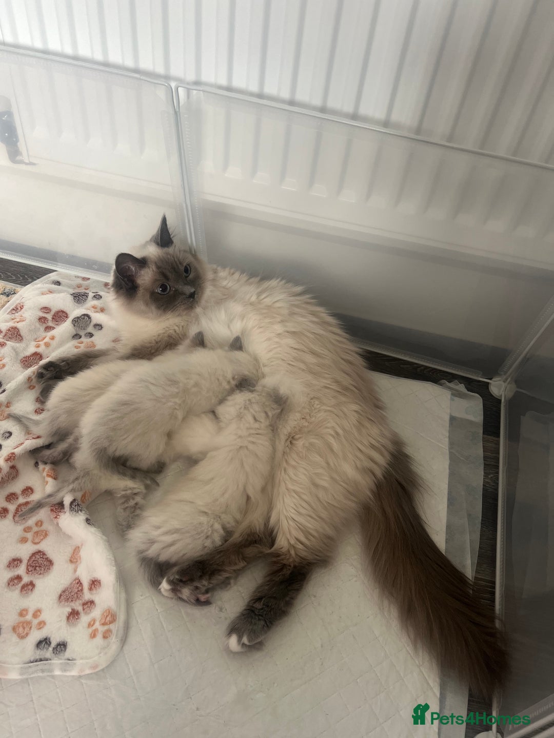 Ragdoll cats for sale: Blue colourpoint Ragdolls  - Image 4
