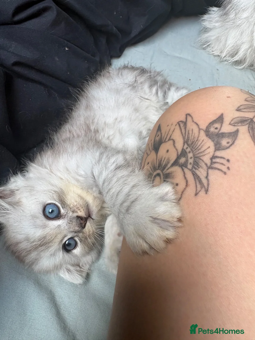 Mixed Breed cats for sale: Beautiful cross kittens  - Advert 1