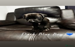 Mixed Breed dogs for sale: Doberman x American Bulldog  - Image 8