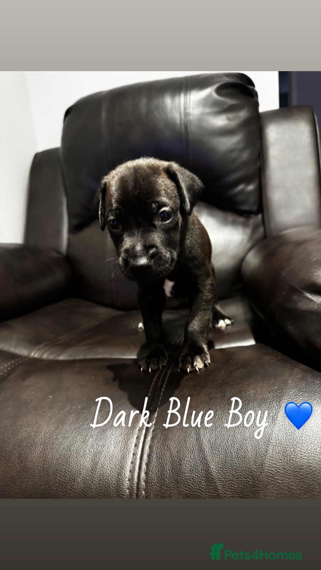 Mixed Breed dogs for sale: Doberman x American Bulldog  - Image 8