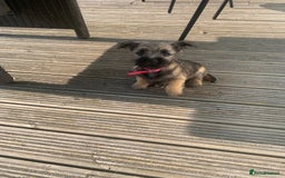Mixed Breed dogs for sale: Border cross Cairn Terrier puppy - Image 4