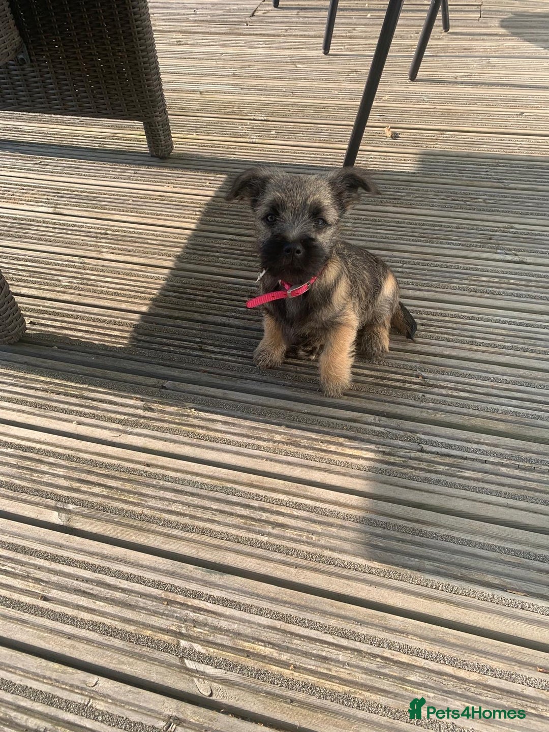 Mixed Breed dogs for sale: Border cross Cairn Terrier puppy - Image 4