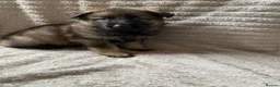 German Shepherd dogs for sale: German Shepherd Puppies - Advert 17