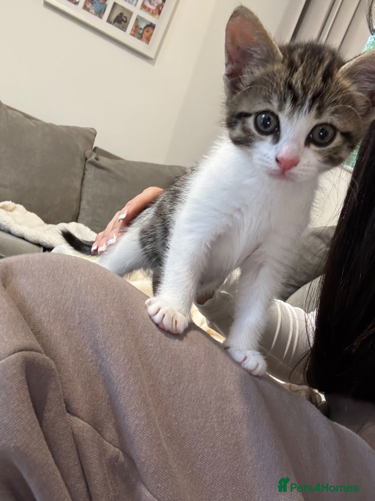 Mixed Breed cats Male kitten for sale  - Advert 14