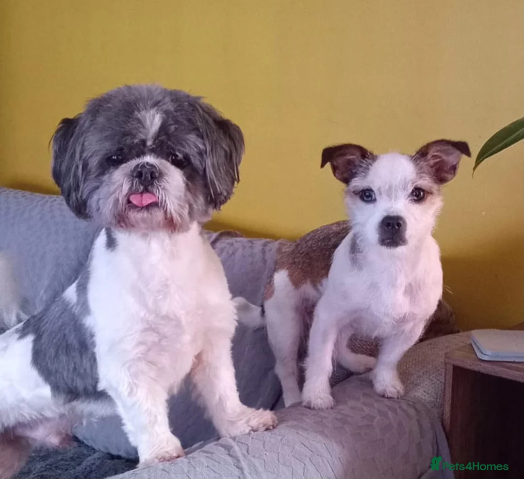 Mixed Breed dogs for sale: 2 Boy & 2 Girl- Jack Russell/Chihuahua x Shih Tzu - Advert 1