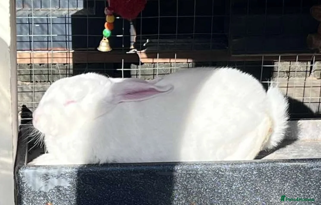 New Zealand rabbits for sale: Friendly New Zealand White Pure Breed Male Rabbit in Harrow - Advert 2
