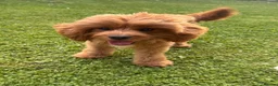 Cavapoo dogs for stud: F1 Cavapoo Proven Stud - Extensively Health Tested - Advert 3
